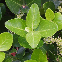 Spindle Tree, Japanese